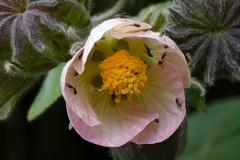 Abutilon sylvaticum