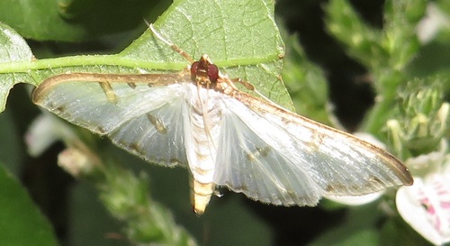 Palpita metallata