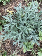 Parthenium confertum