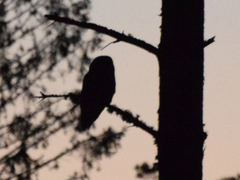 Strix uralensis