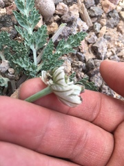 Vesper purpurascens