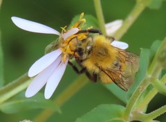 Bombus perplexus