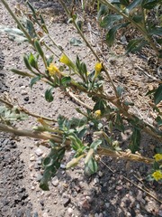 Oenothera rubricaulis