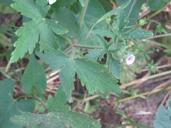 Geranium divaricatum