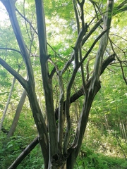 Chloroleucon mangense