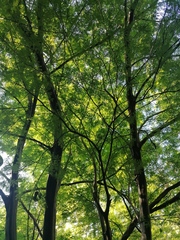 Chloroleucon mangense