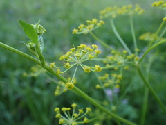 Pastinaca sativa sativa