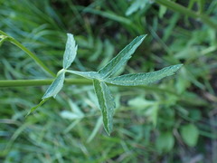 Pastinaca sativa sativa