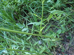 Pastinaca sativa sativa