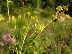 Pastinaca sativa sativa