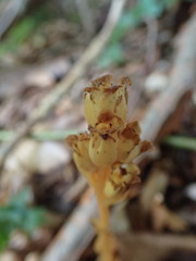 Monotropa hypopitys hypophegea