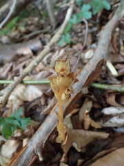 Monotropa hypopitys hypophegea
