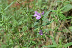 Galeopsis angustifolia