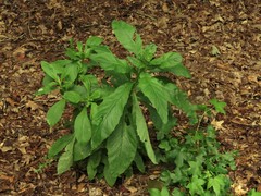 Erechtites hieraciifolius hieraciifolius