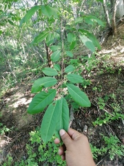Homalium trichostemon