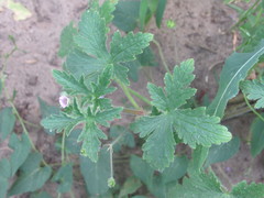 Geranium divaricatum
