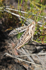 Cyrtacanthacris tatarica