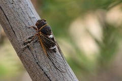 Diceroprocta cinctifera