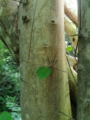 Xylosma flexuosa