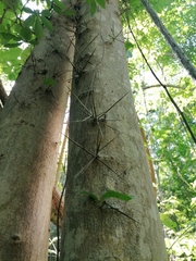 Xylosma flexuosa