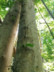 Xylosma flexuosa