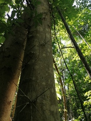Xylosma flexuosa