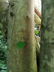 Xylosma flexuosa