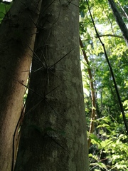 Xylosma flexuosa