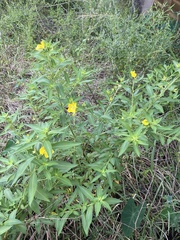 Lysimachia lanceolata