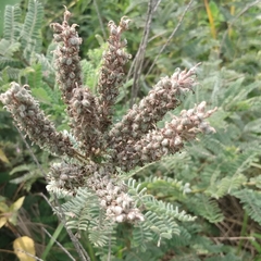 Amorpha canescens