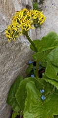 Ligularia amplexicaulis