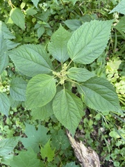 Boehmeria cylindrica