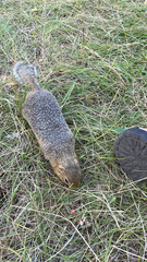 Urocitellus undulatus