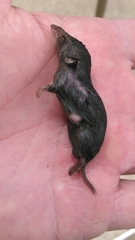 Blarina carolinensis