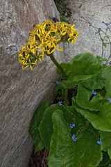 Ligularia amplexicaulis