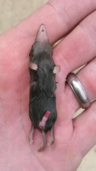 Blarina carolinensis