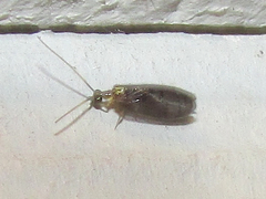 Sympherobius occidentalis