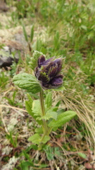 Dracocephalum grandiflorum