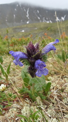 Dracocephalum grandiflorum