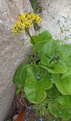 Ligularia amplexicaulis