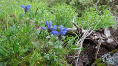 Dracocephalum grandiflorum