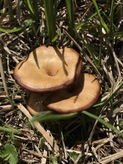 Fungi