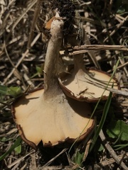 Fungi