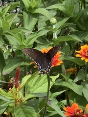 Papilio glaucus