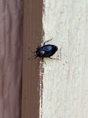 Deraeocoris sayi