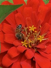Apis mellifera