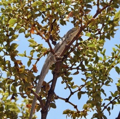 Urosaurus graciosus graciosus