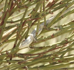 Urosaurus graciosus graciosus