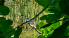 Chloroceryle amazona