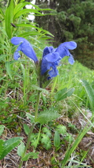 Dracocephalum grandiflorum